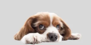 köpeğimin gölgedeki yansıması beni takip ediyordu