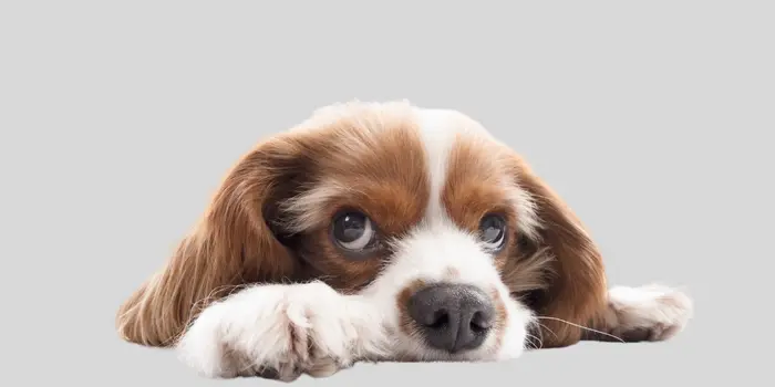 köpeğimin gölgedeki yansıması beni takip ediyordu